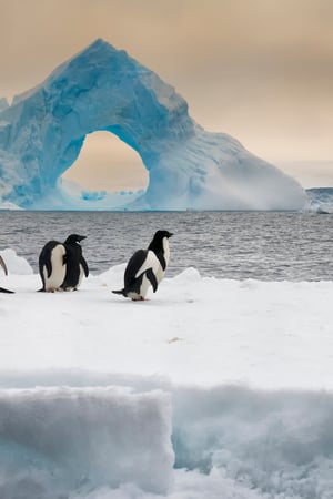 see adelie penguins on a polar cruise in Antarctica