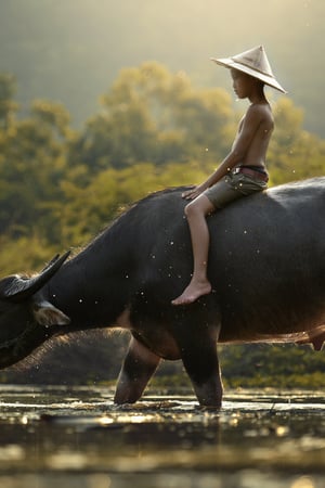 India & Far East expedition cruises - Buffalo in Cambodia