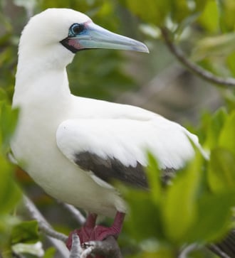Red-footed booby, Genovesa Island, Galapagos