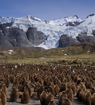 King Penguin colony at Gold Harbour, South Georgia