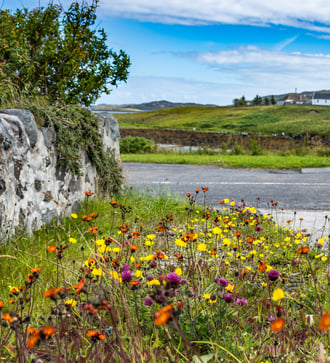 Wildflowers in Lochmaddy, North Uist, Scotland