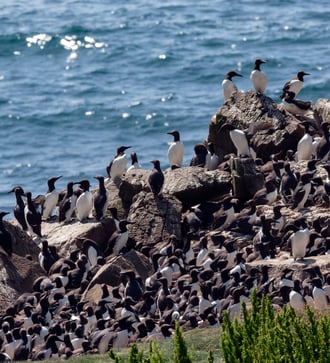 Guillemots on Lunga, Treshnish Isles, Scotland
