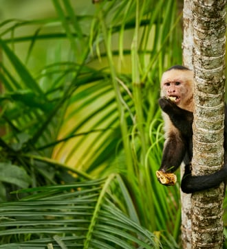 White-headed capuchin monkey in Costa Rica