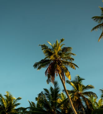Palm trees on Alphonse Atoll, Seychelles