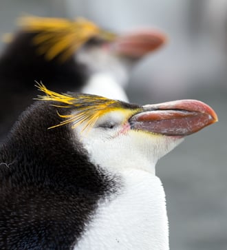 Royal penguins on Macquarie Island, Australia