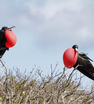 Frigate birds on Genovesa island, Galapagos