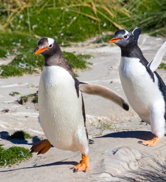 Gentoo penguins on New Island, Falklands