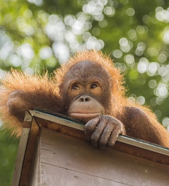Sepilok Orangutan Rehabilitation Centre, Borneo