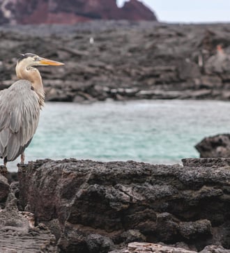 Great blue heron in Sullivan Bay, Santiago island, Galapagos