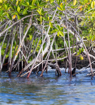 Magrove on Isla Eden, Santa Cruz, Galapagos