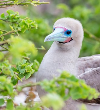 Red-footed booby on Genovesa island, Galapagos
