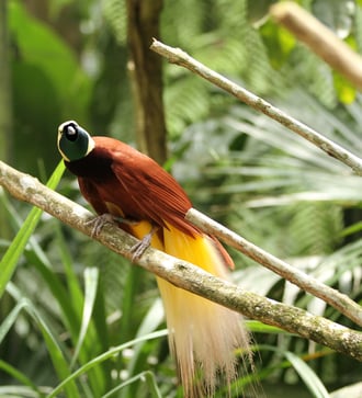 Bird of paradise, Papua New Guinea