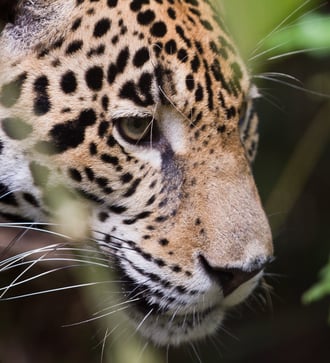 Jaguar in the jungle, Belize