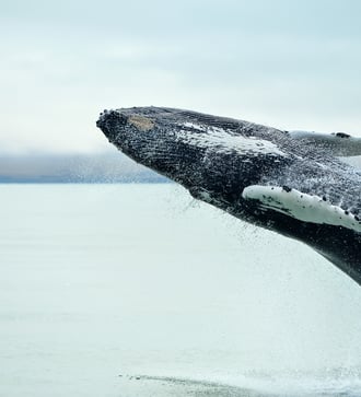 Humpback whale off Husavik, Iceland