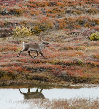 Caribou in Kangerlussuaq, Greenland