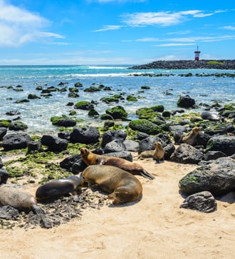 Fur seals on Punta Carola beach, San Cristobal, Galapagos