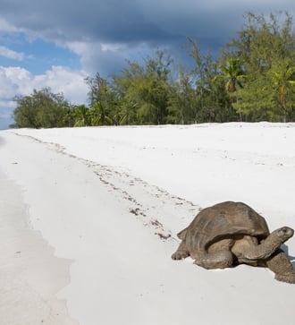 Giant tortoise on Aldabra Atoll, Seychelles