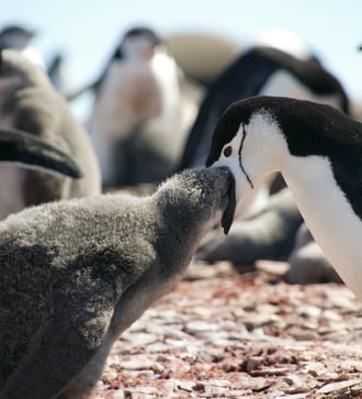 Chinstrap penguins in the South Shetland Islands, Antarctica