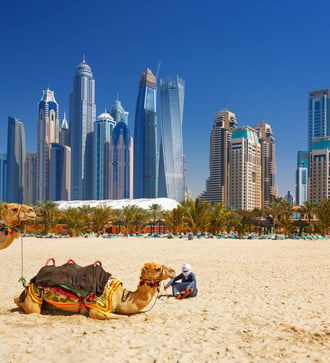 Camels on Jumeirah Beach, Dubai