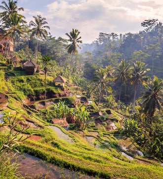 Jungle near Ubud, Bali