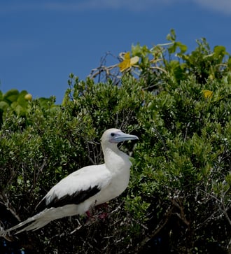 Red-footed booby on Aldabra Atoll, Seychelles