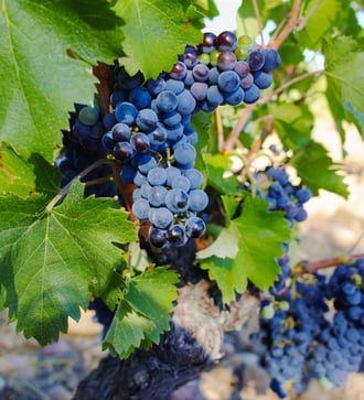 Vineyards in Chateauneuf-du-Pape, France