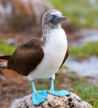 Blue footed booby on North Seymour Island, Galapagos