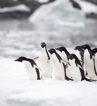 Adelie penguins in the Antarctic Sound