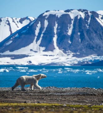 Polar bear in Svalbard