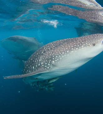 Whale shark, Triton Bay, West Papua, Indonesia