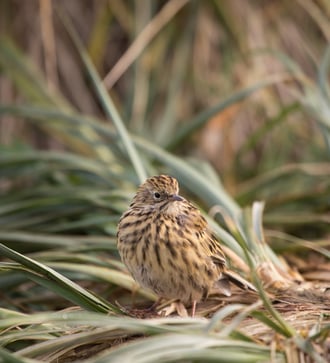 South Georgia pipit