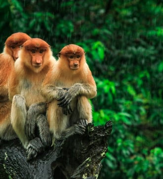 Proboscis monkeys in Borneo