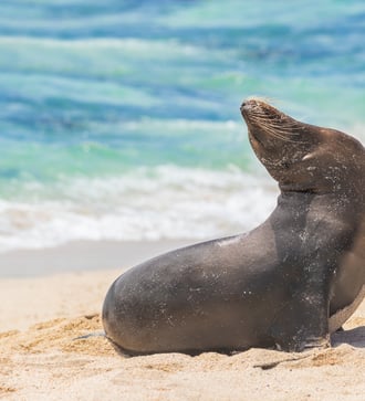 Sea lion on Gardner Bay, Española island, Galapagos