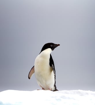 Adelie penguin, Antarctic Sound