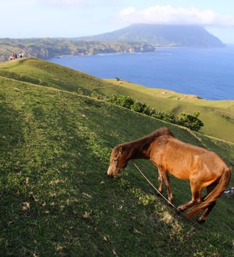 Horse grazing on Batan Island, Philippines