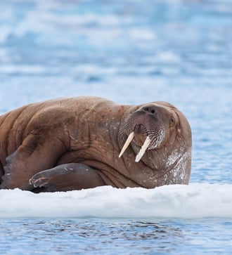 Walrus, Svalbard archipelago