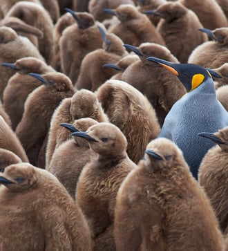 King penguin chicks at Volunteer Point, Falkland Islands