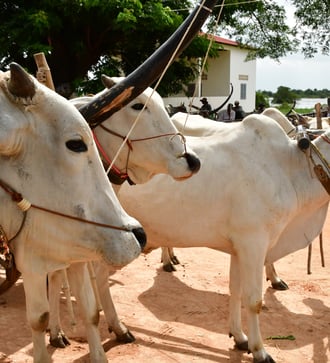 Cattle in Kampong Tralach, Cambodia