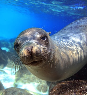 Sea lion underwater, Galapagos
