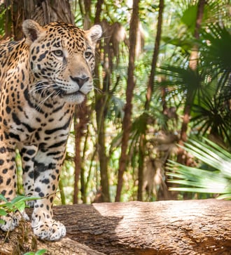Jaguar in Belize