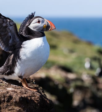 Puffin on Lunga island, Scotland