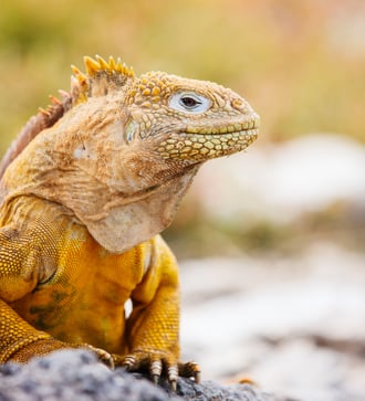 Galapagos land iguana