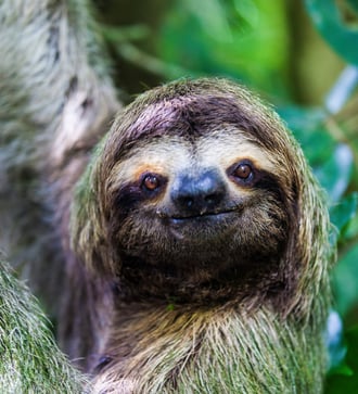 Sloth in Manuel Antonio National Park, Costa Rica