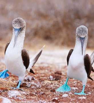 Pair of blue footed boobies, Galapagos