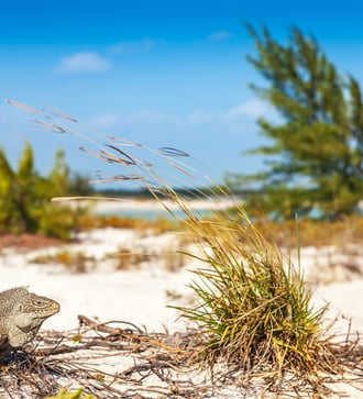 Iguana in Little Water Cay, Turks & Caicos