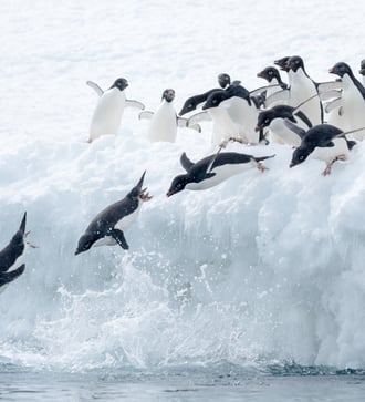 Adelie penguins in the Antarctic Sound