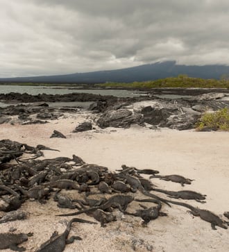 Marine iguanas at Punta Espinoza on Fernandina, Galapagos