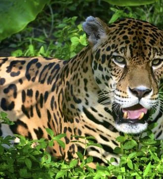 Jaguar in the jungle near Iquitos, Peru