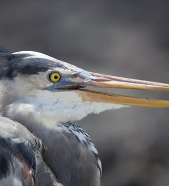 Great blue heron on Fernandina Island, Galapagos