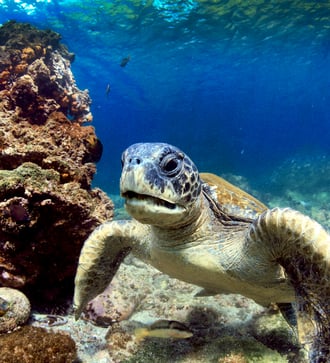 Sea turtle in the Galapagos